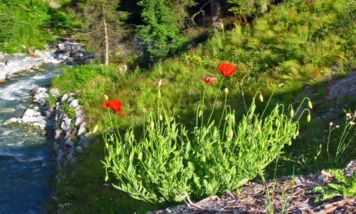 Zdjęcie SZWAJCARIA / brak / Laax / Kwiaty w górach