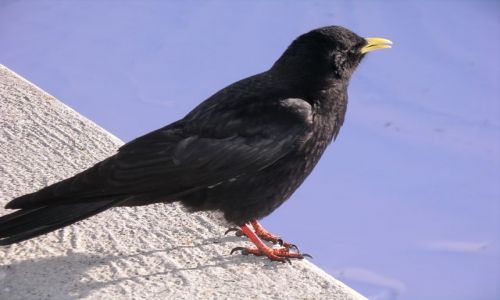 Zdjecie SZWAJCARIA / Wallis / Zermatt / Miejscowe ptaszysko
