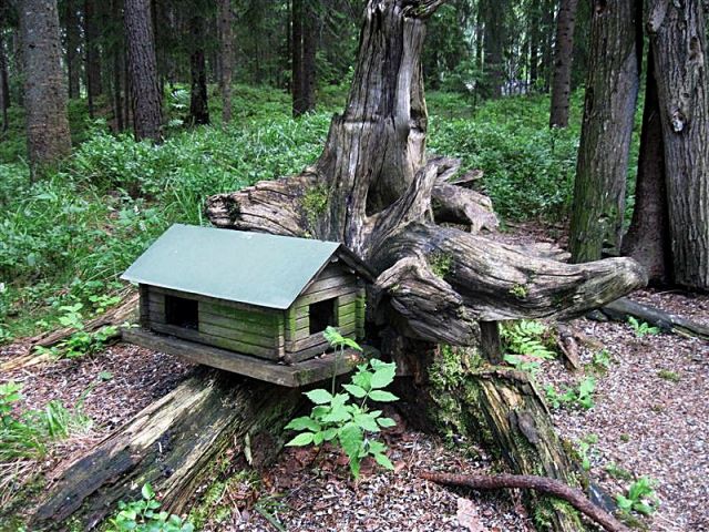 Zdjęcia: OKOLICE LUDVIKA, DALARNA, Z MIŁOŚCI DO PTAKÓW, SZWECJA Zdjęcia: OKOLICE LUDVIKA, DALARNA, Z MIŁOŚCI DO PTAKÓW, SZWECJA