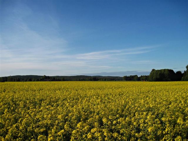 Zdjęcia: HEDEMORA, DALARNA, Z PIERWSZEGO TŁOCZENIA :), SZWECJA Zdjęcia: HEDEMORA, DALARNA, Z PIERWSZEGO TŁOCZENIA :), SZWECJA