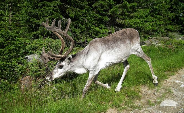 Zdjęcia: OKOLICE MALA, LAPONIA, LAPOŃSKIE SPOTKANIE, SZWECJA Zdjęcia: OKOLICE MALA, LAPONIA, LAPOŃSKIE SPOTKANIE, SZWECJA