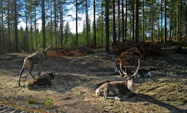 Zdjęcia: OKOLICE NORSJO, LAPONIA, SIESTA, SZWECJA Zdjęcia: OKOLICE NORSJO, LAPONIA, SIESTA, SZWECJA