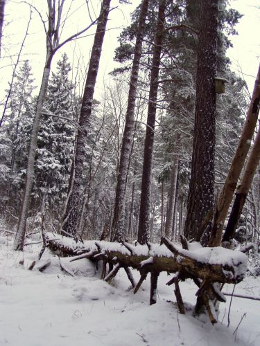 Zdjęcia: hjulsta, stockholm, las, SZWECJA Zdjęcia: hjulsta, stockholm, las, SZWECJA