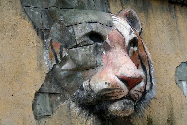 Zdjęcia: Kolmarden, Tiger, SZWECJA Zdjęcia: Kolmarden, Tiger, SZWECJA