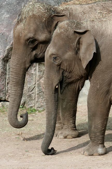 Zdjęcia: Zoopark, Kolmarden, Słonie, SZWECJA Zdjęcia: Zoopark, Kolmarden, Słonie, SZWECJA