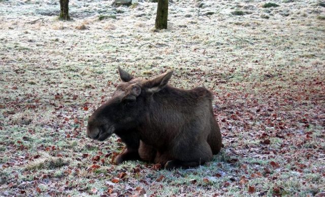 Zdjęcia: południe Szwecji, skane, szwedzka przygoda, SZWECJA Zdjęcia: południe Szwecji, skane, szwedzka przygoda, SZWECJA