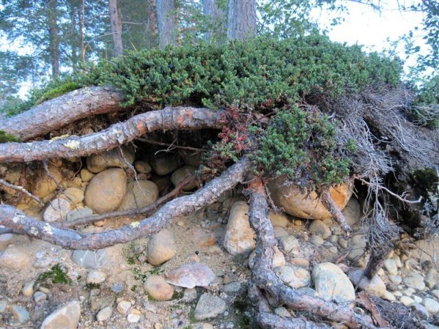 Zdjęcia: OKOLICE LYCKSELE, VASTERBOTTEN-LAPONIA, OŚMIORNICA, SZWECJA Zdjęcia: OKOLICE LYCKSELE, VASTERBOTTEN-LAPONIA, OŚMIORNICA, SZWECJA