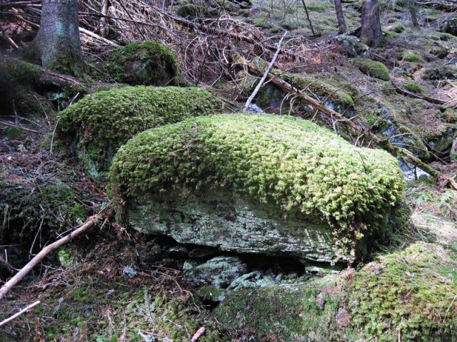 Zdjęcia: OKOLICE LINDESBERG, VARMLAND, LEŚNE PUFY, SZWECJA Zdjęcia: OKOLICE LINDESBERG, VARMLAND, LEŚNE PUFY, SZWECJA