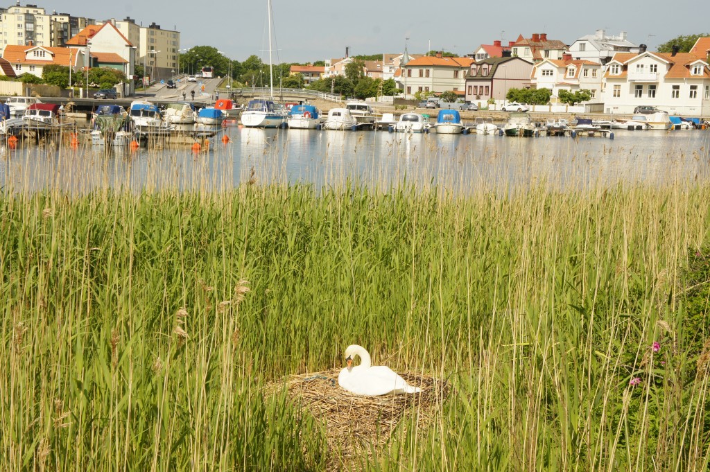 Zdjęcia: Karlskrona, Blekinge, Karlskrona, SZWECJA Zdjęcia: Karlskrona, Blekinge, Karlskrona, SZWECJA