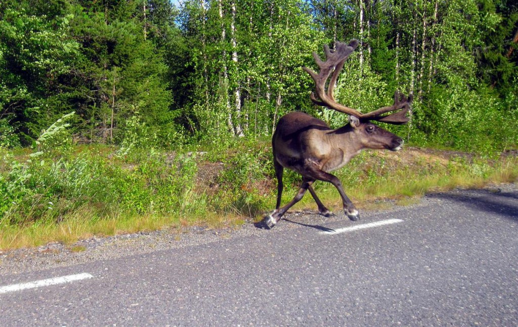Zdjęcia: Okolice Mala-Laponia, Vasterbotten, Uwaga zawracam, SZWECJA Zdjęcia: Okolice Mala-Laponia, Vasterbotten, Uwaga zawracam, SZWECJA