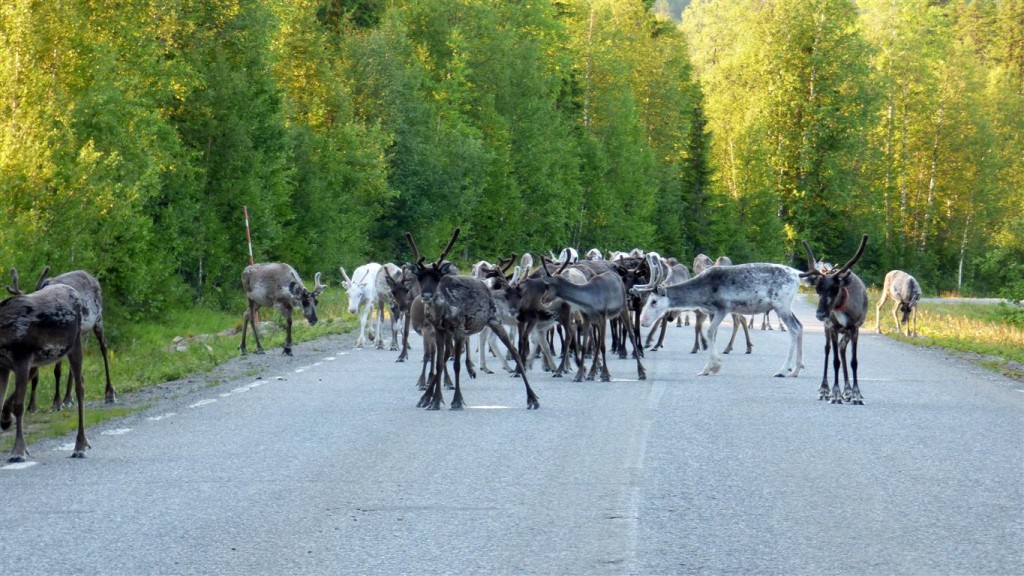 Zdjęcia: Okolice Lycksele-Laponia, Vasterbotten, Renifery, SZWECJA Zdjęcia: Okolice Lycksele-Laponia, Vasterbotten, Renifery, SZWECJA