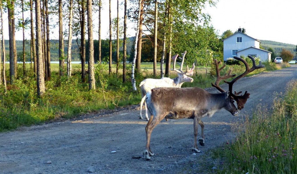 Zdjęcia: Okolice Mala-Laponia, Vasterbotten, W odwiedziny, SZWECJA Zdjęcia: Okolice Mala-Laponia, Vasterbotten, W odwiedziny, SZWECJA