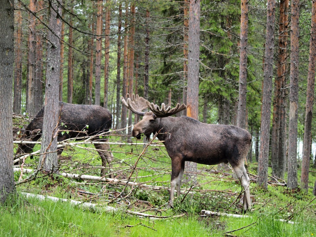 Zdjęcia: Laponia, łosie w lesie, SZWECJA Zdjęcia: Laponia, łosie w lesie, SZWECJA