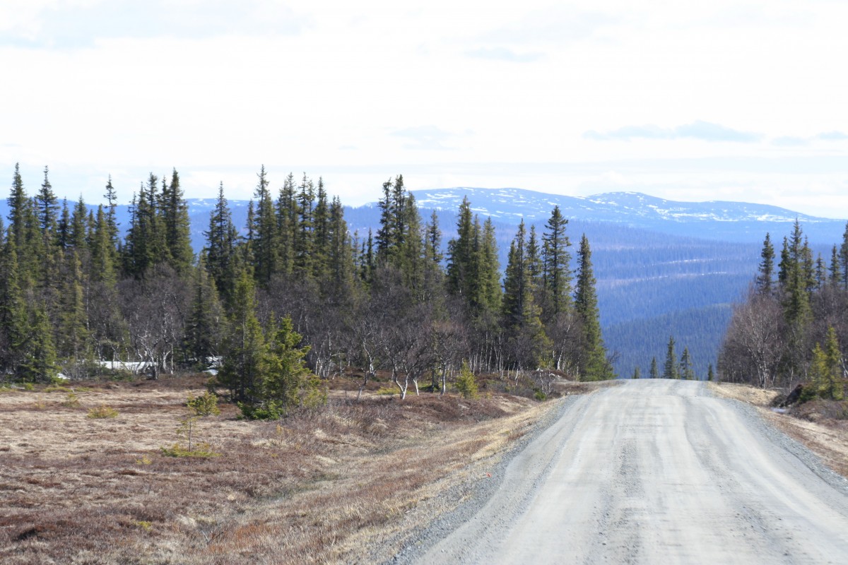 Zdjęcia: Flatruet, Jamtland, Taiga in Sweden!, SZWECJA Zdjęcia: Flatruet, Jamtland, Taiga in Sweden!, SZWECJA