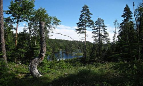 Zdjecie SZWECJA / DALARNA / MALINGSBO / REZERWAT  PRZYRODY