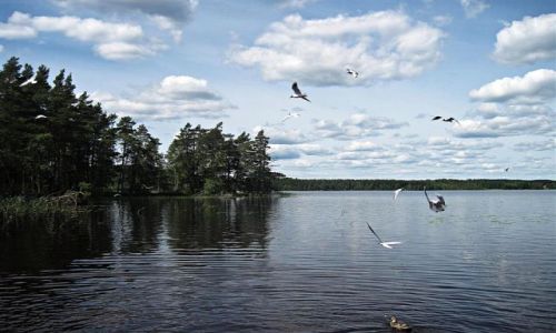 Zdjecie SZWECJA / VASTMANLAND / JEZIORO NOREN-NORBERG / WRESZCIE LATO