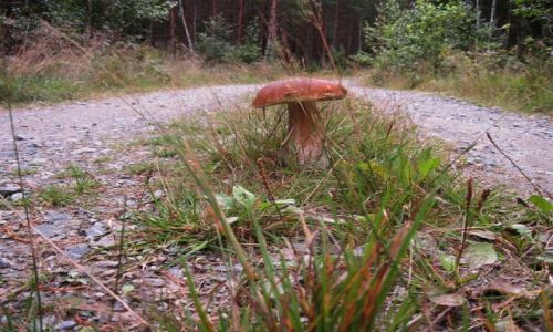 Zdjecie SZWECJA / VASTMANLAND / ENGELSBERG / NA STOPIE