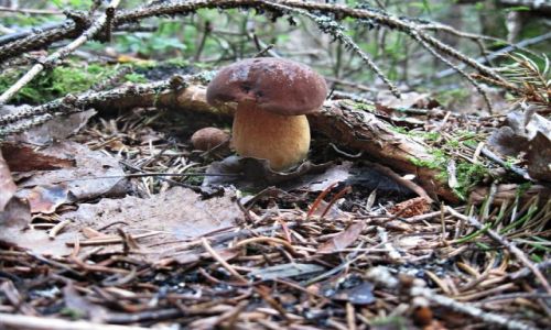Zdjecie SZWECJA / DALARNA / OKOLICE LUDVIKA / POD  GAZK