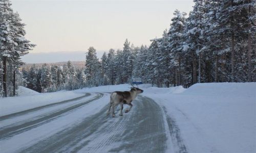 Zdjecie SZWECJA / VASTERBOTTEN-LAPONIA / OKOLICE  MALA / UYTKOWNIK  DROGI