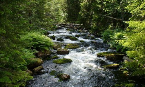 Zdjecie SZWECJA / DALARNA / OKOLICE SARNA / FULUFJALLETS NATIONALPARK
