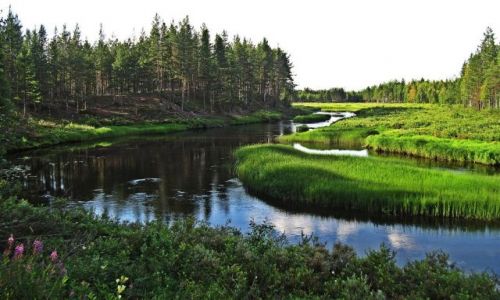 Zdjecie SZWECJA / LAPONIA / SVANSELE / NATURRESERVAT  SVANSELE