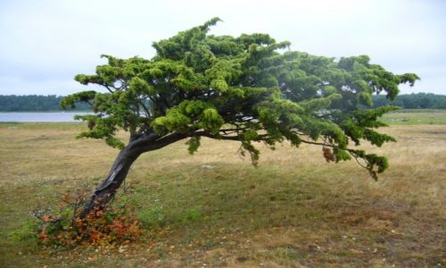 Zdjęcie SZWECJA / Olandia / Gdzieś na obszernych alvaretach. / Rowerem po Olandii, Gotlandii, Faro i Półwyspu Skandynawskiego kawałek.