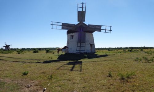 Zdjęcie SZWECJA /  Gotlandia / Na pastwisku. / Rowerem po wyspach szwedzkich