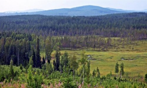 Zdjcie SZWECJA / Vasterbotten / Okolice Lycksele-Laponia / Laponia 2