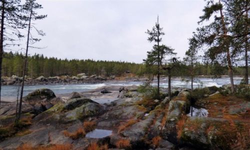 Zdjcie SZWECJA / Vasterbotten / Okolice Lycksele-Laponia / Nad Vindelalven