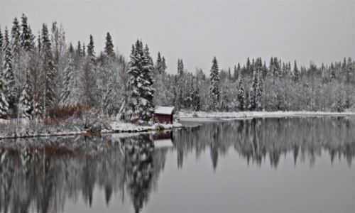 Zdjcie SZWECJA / Vasterbotten / Okolice Asele / Zimowa kraina