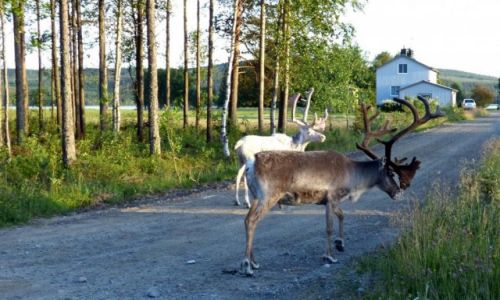 Zdjcie SZWECJA / Vasterbotten / Okolice Mala-Laponia / W odwiedziny