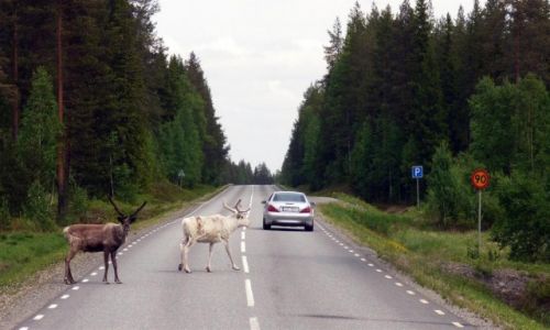 Zdjcie SZWECJA / Vasterbotten / Okolice Mala-Laponia / Uwaga przechodzimy