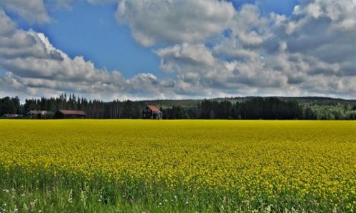 Zdjecie SZWECJA / Dalarna / Okolice Mora / Bdzie urodzaj