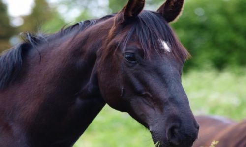 Zdjcie SZWECJA / Laponia / - / szwedzki mustang