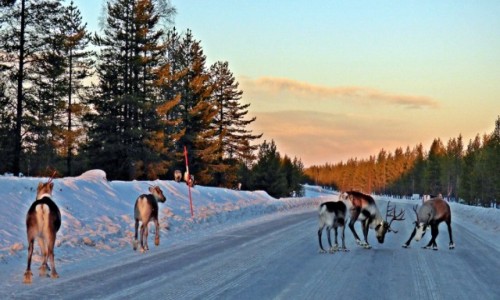 Zdjecie SZWECJA / Vasterbotten / LAPONIA / YCZENIA