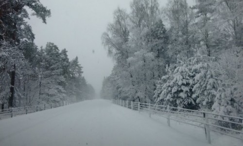Zdjęcie SZWECJA / skania / droga Ystad- kristianstad / okolice Ystad 28.02.2018