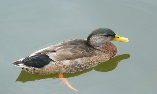Zdjcie SZWECJA / poudniowa Szwecja / Mariefred / Na onie natury1