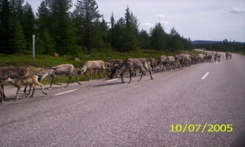 Zdjecie SZWECJA / brak / Laponia / Renifery na drodze