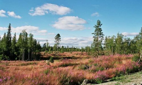 Zdjęcie SZWECJA / brak / okolice Stromsund / Kolorowe dywany