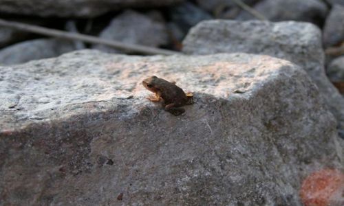 Zdj�cie SZWECJA / Sztokholm / Jezioro pod Sztokholmem / Gwiazda wieczoru