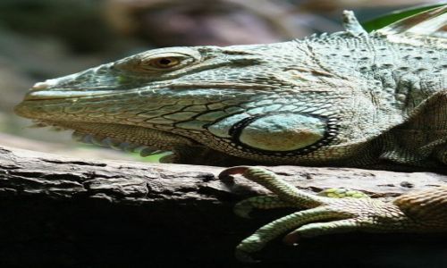 Zdjecie SZWECJA / brak / Kolmarden / Iguana