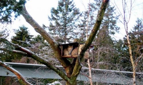 Zdjecie SZWECJA / skane / okolice skane -djurapark / odpoczywajce ? norwegi..