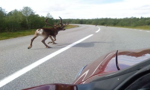 Zdjcie SZWECJA / NORRBOTTEN / OKOLICE ARVIDSJAUR LAPONIA / UWAGA WYPRZEDZAM