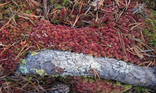 Zdjcie SZWECJA / VASTERBOTTEN-LAPONIA / OKOLICE MALA / MCHY I POROSTY