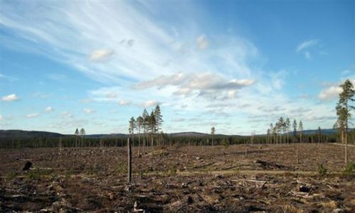 Zdjcie SZWECJA / VASTERBOTTEN-LAPONIA / OKOLICE BJORKSELE / PO ZRBIE