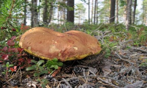 Zdjecie SZWECJA / VASTERBOTTEN-LAPONIA / KOMUNA LYCKSELE / SZWEDZKIE GRZYBY