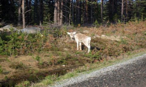 Zdjęcie SZWECJA / VASTERBOTTEN-LAPONIA / OKOLICE ARJEPLOG / ZGUBILEM SIĘ