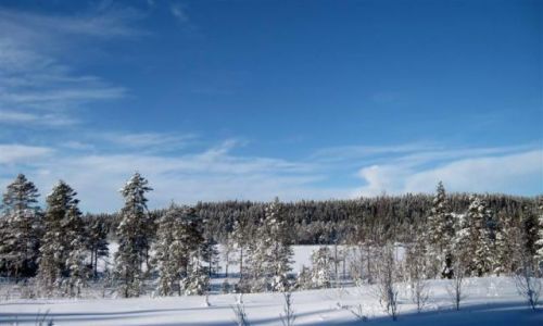 Zdjecie SZWECJA / VASTERBOTTEN-LAPONIA / OKOLICE MALA / ZIMOWY OBRAZEK