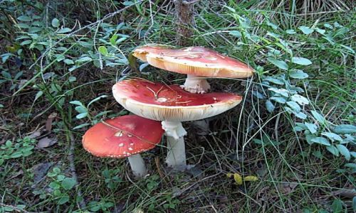 Zdjecie SZWECJA / VASTERBOTTEN-LAPONIA / KOMUNA LYCKSELE / ICH TROJE