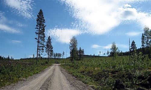 Zdjecie SZWECJA / VASTERBOTTEN-LAPONIA / OKOLICE BJORKSELE / UROKI LAPONII-4